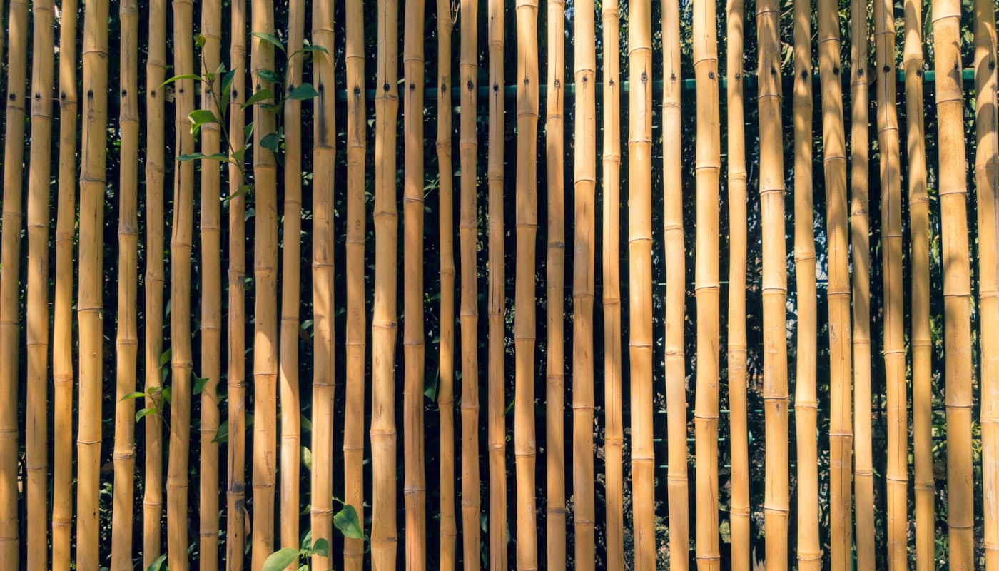 Close-up of golden bamboo Schach poles for a Sukkah roof